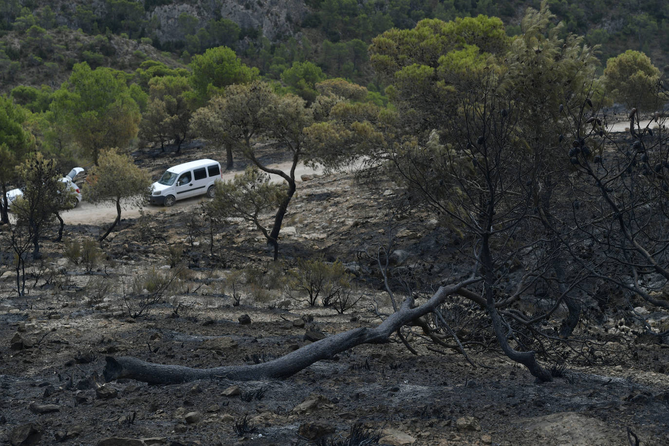 Fotos: Las huellas de la batalla contra el fuego en La Patoja