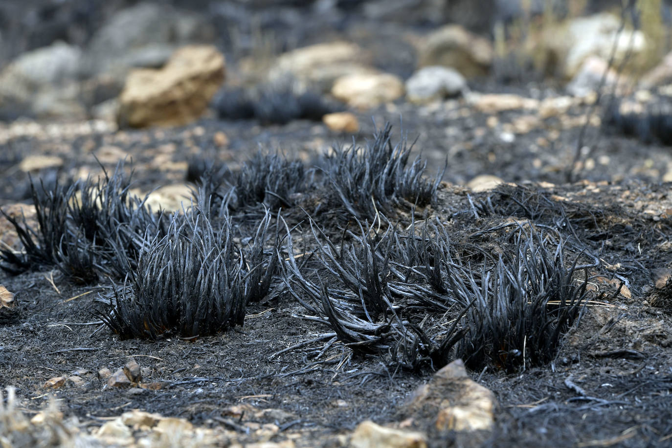 Fotos: Las huellas de la batalla contra el fuego en La Patoja