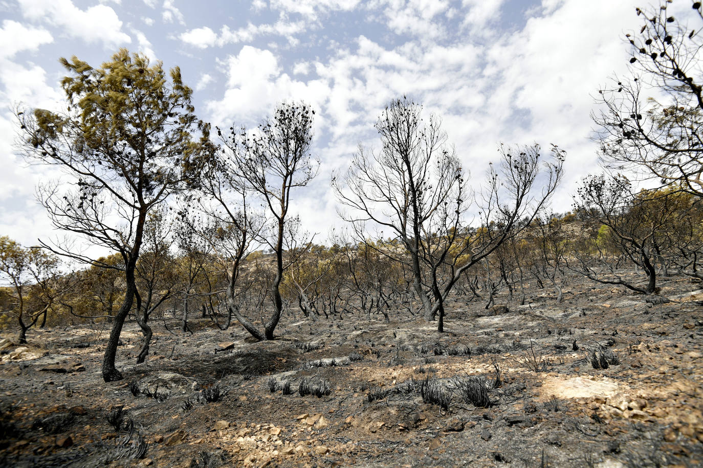 Fotos: Las huellas de la batalla contra el fuego en La Patoja