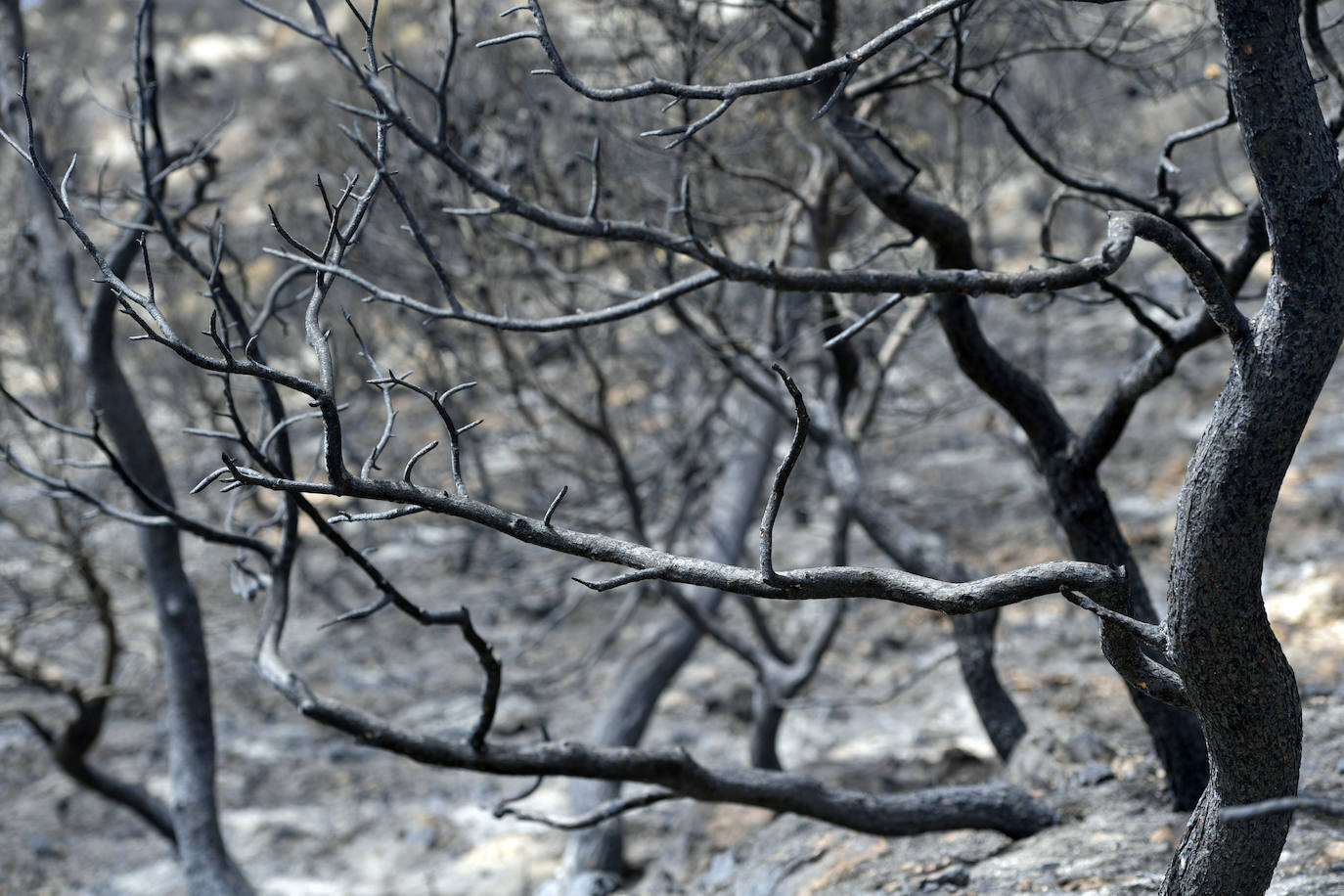 Galería. Las cenizas reposan sobre las ramas calcinadas de los árboles en La Patoja. 