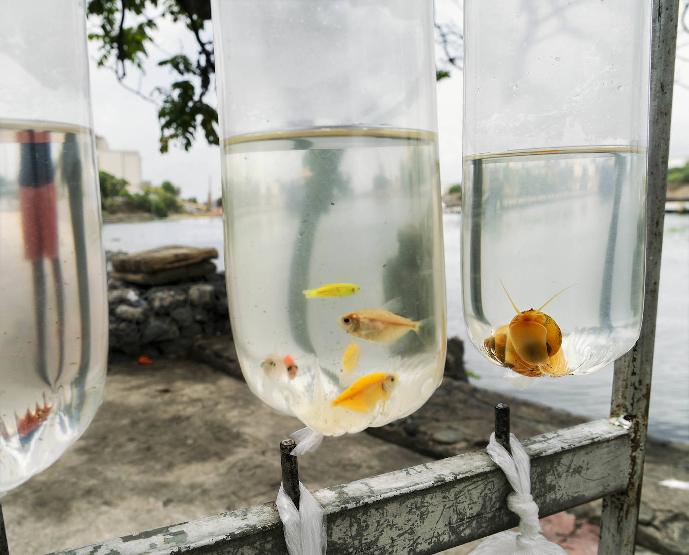 Fotos: Exposiciones &#039;Fluye&#039; y &#039;Son&#039;