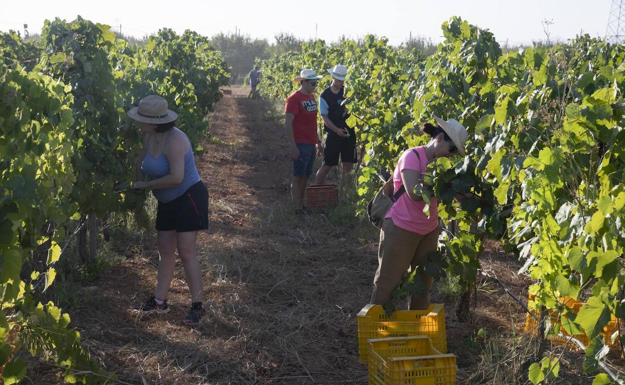 Alumnos participando en la Fiesta de la Vendimia de la UPCT