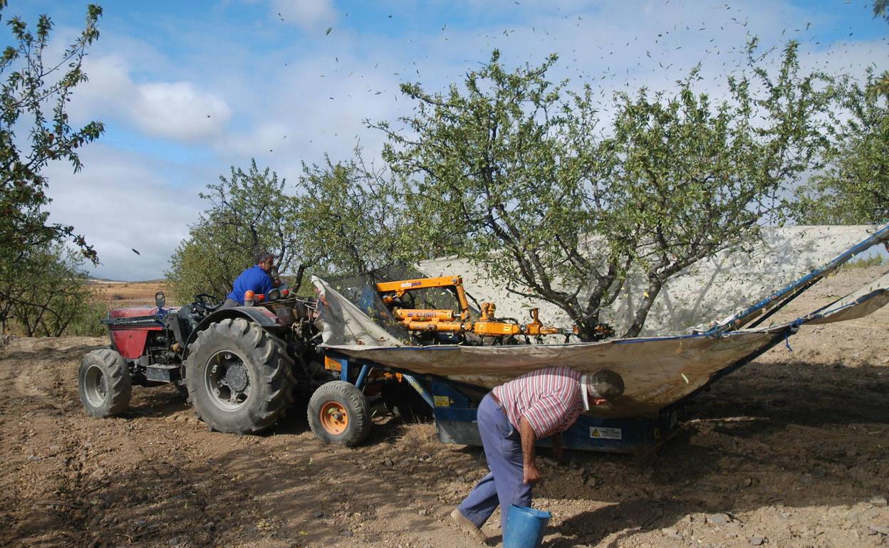 Tareas de recogida de almendra durante la pasada campaña.