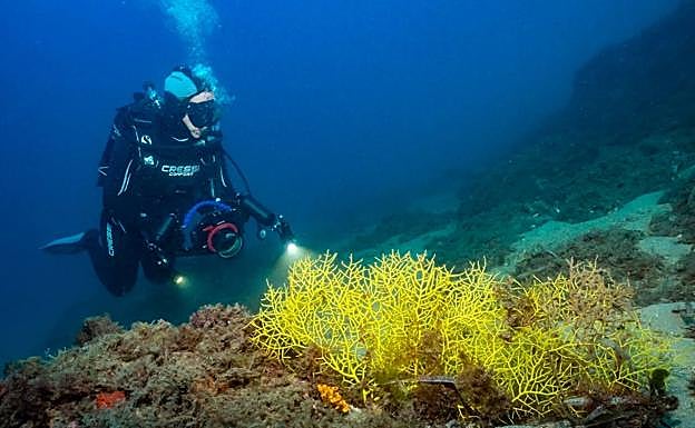 Un buceador ilumina unas gorgonias en la Fuente de Cabo Cope.