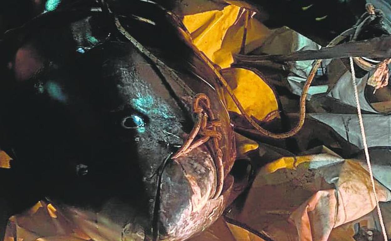 Uno de los atunes intervenidos por la Policía Local de San Javier. 