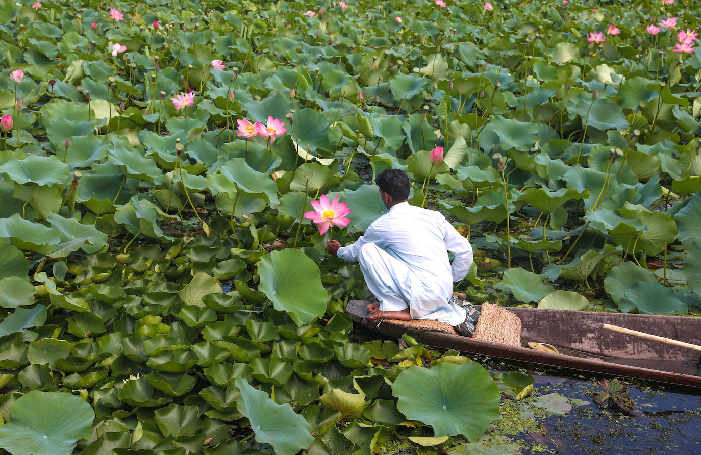 Fotos: Flores de loto en la Cachemira india