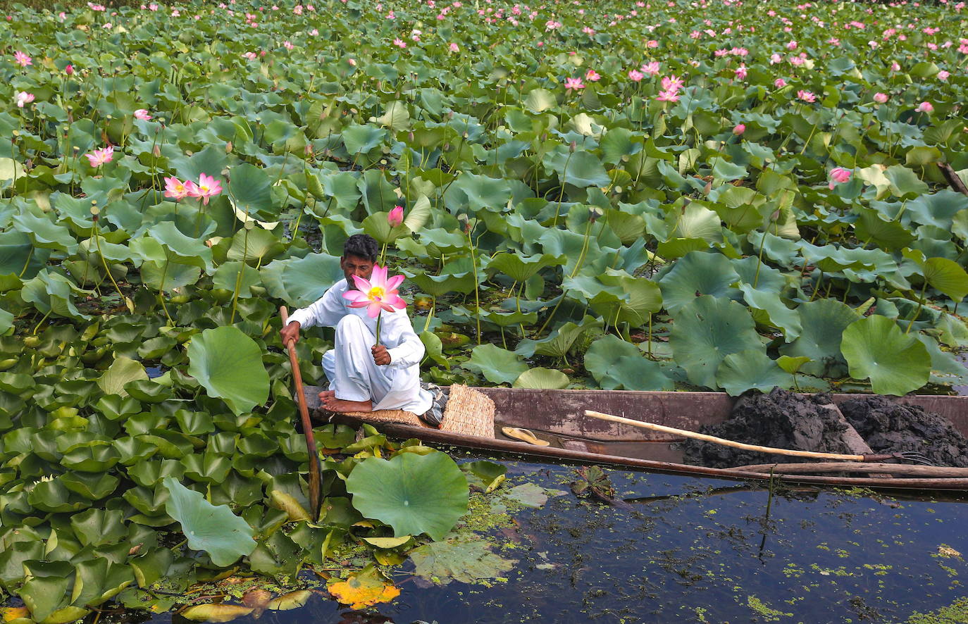 Fotos: Flores de loto en la Cachemira india