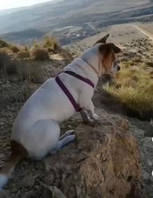 Imagen secundaria 2 - Minuto de silencio a las puertas del Ayuntamiento, este miércoles, y 'Lola', la perra fallecida a causa de la agresión.