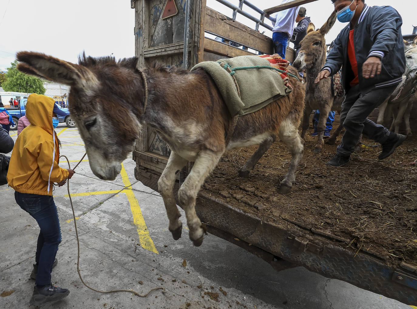 Fotos: Carrera de burros