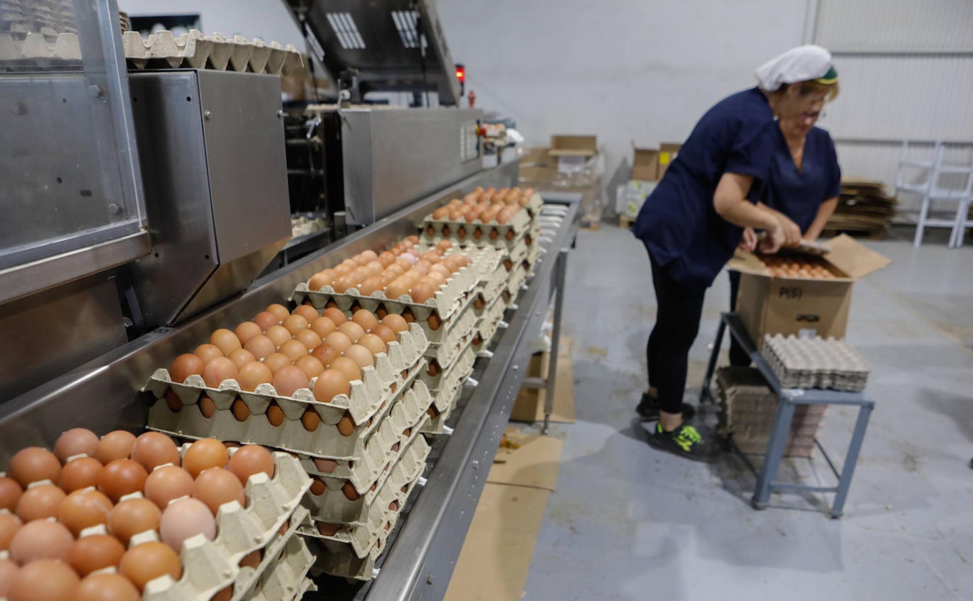 Envasado de huevos en las instalaciones de La Inmaculada, ubicadas en Totana.