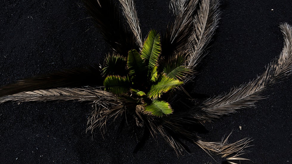 Una palmera situada en la localidad de Las Manchas florece de nuevo trasquedar sepultada por la ceniza hace un año.