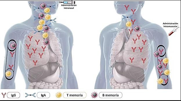 Comparación entre la vacunación intranasal (izquierda) con la intramuscular (derecha).