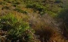 Iberoafricanismos en el Cabezo de San Ginés