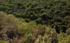 Matorrales de Calblanque