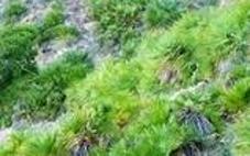 Palmitares en Cabo Tiñoso