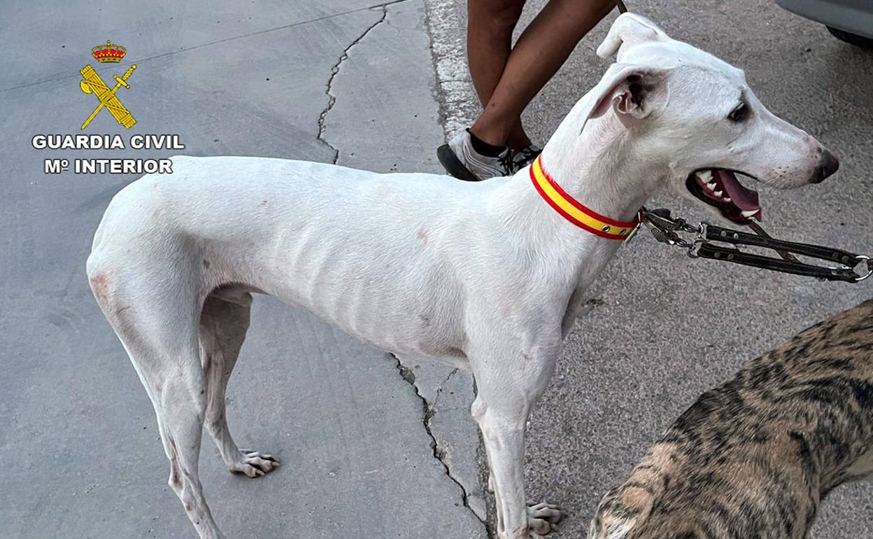Uno de los galgos utilizados por los investigados para cazar.