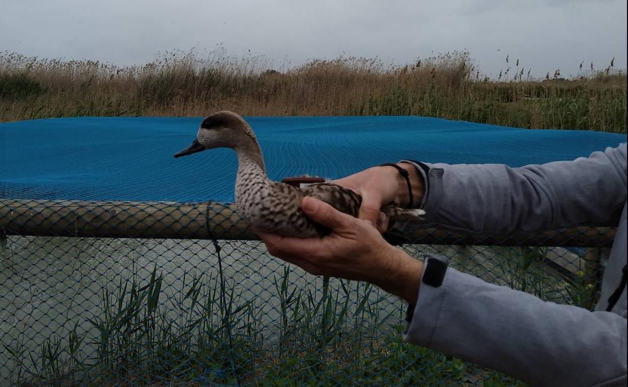 Cerceta pardilla en el Parque Natural de El Hondo (Crevillante y Elche).