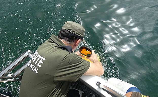 Un agente medioambiental inspecciona la pradera marina.