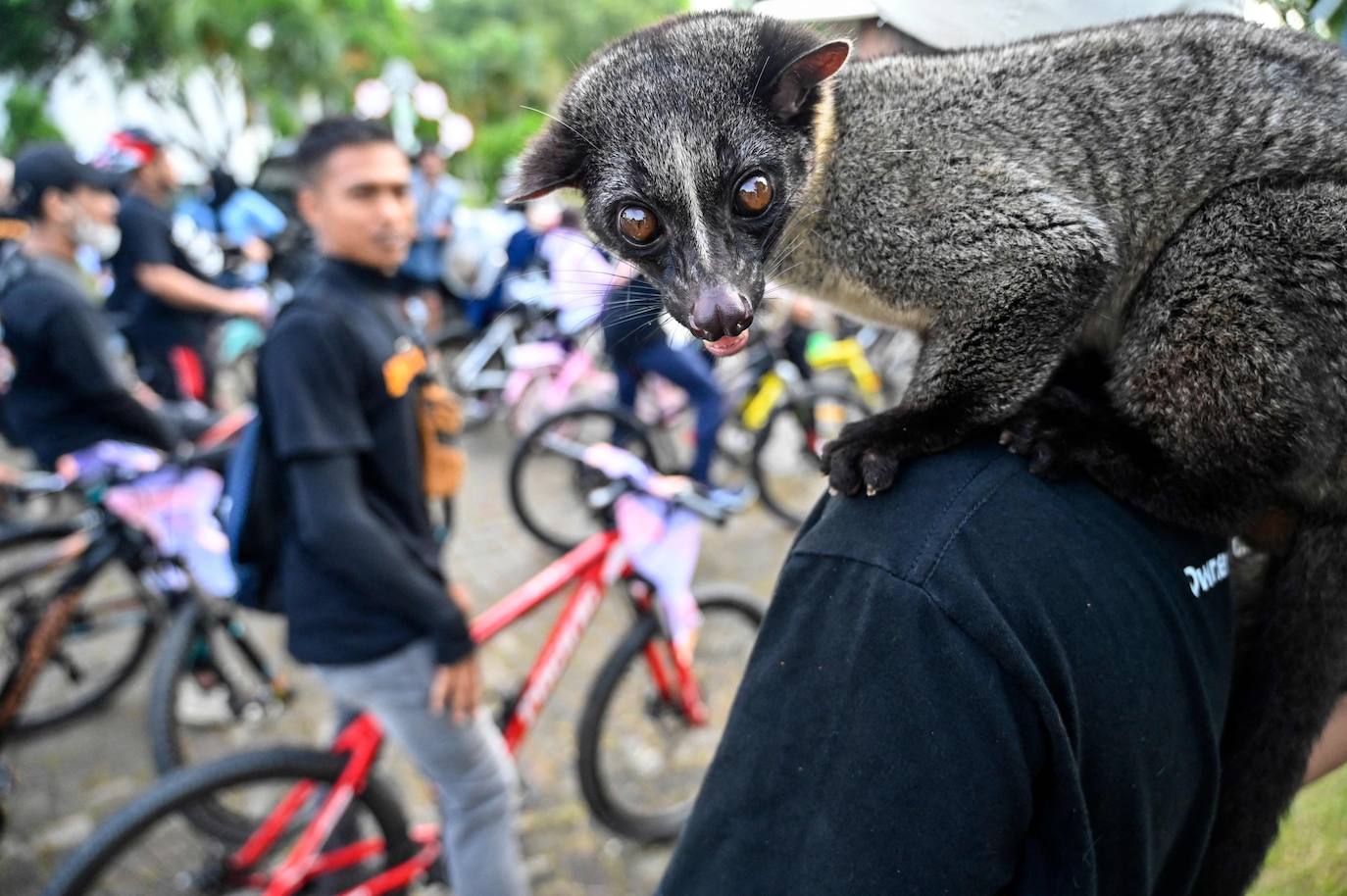 Fotos: Día Mundial del Animal en Indonesia