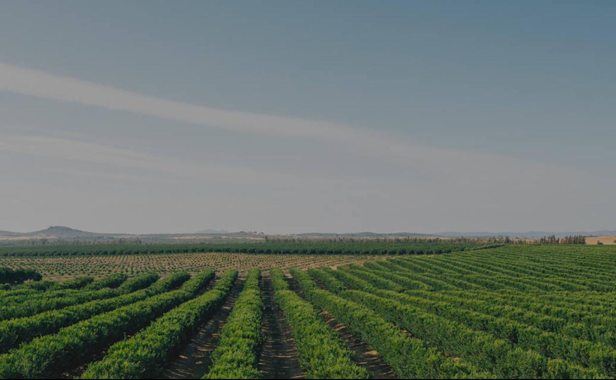 Uno de los terrenos agrícolas en los que opera AM Fresh. 