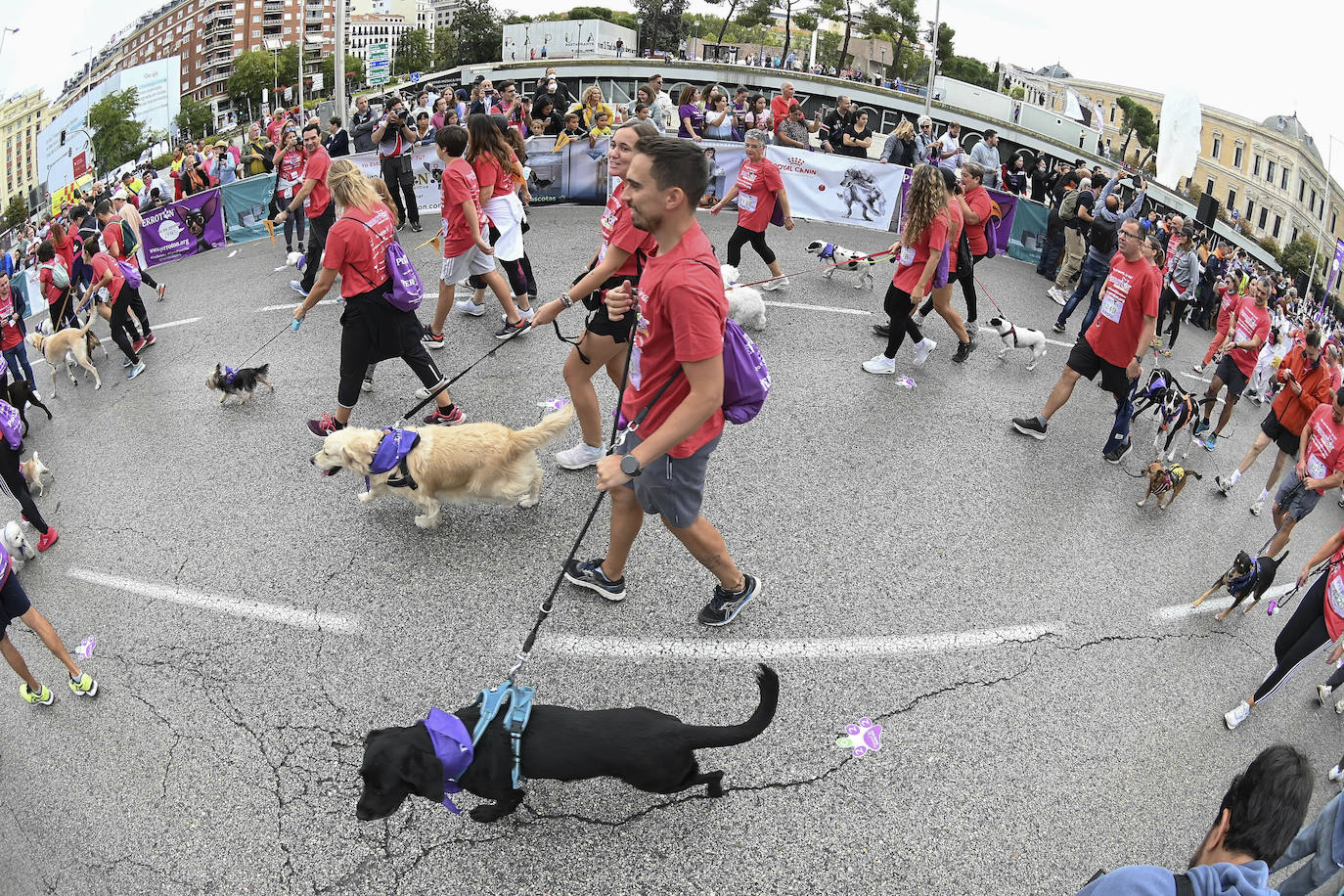 Fotos: Perrotón Madrid 2022