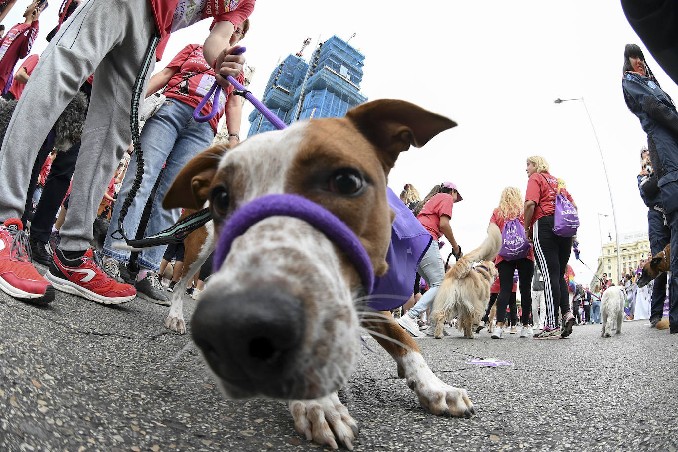 Fotos: Perrotón Madrid 2022