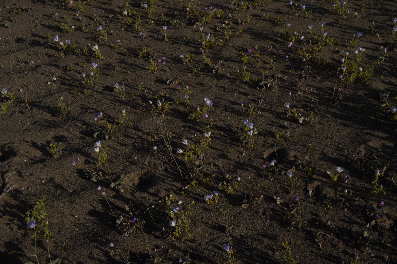 Fotos: Flores en el desierto