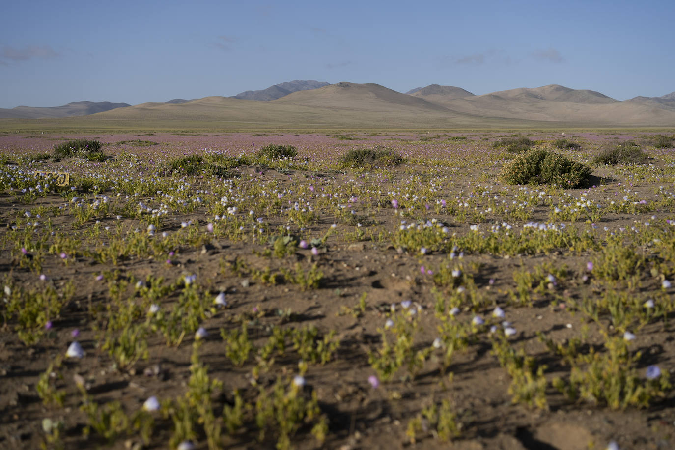 Fotos: Flores en el desierto