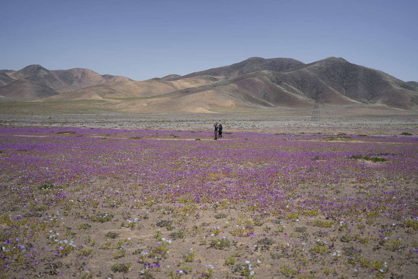 Fotos: Flores en el desierto