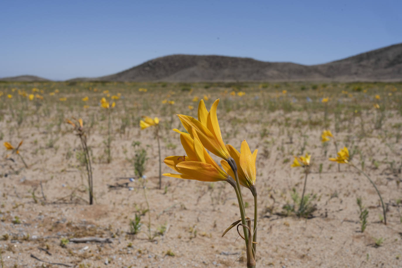 Fotos: Flores en el desierto