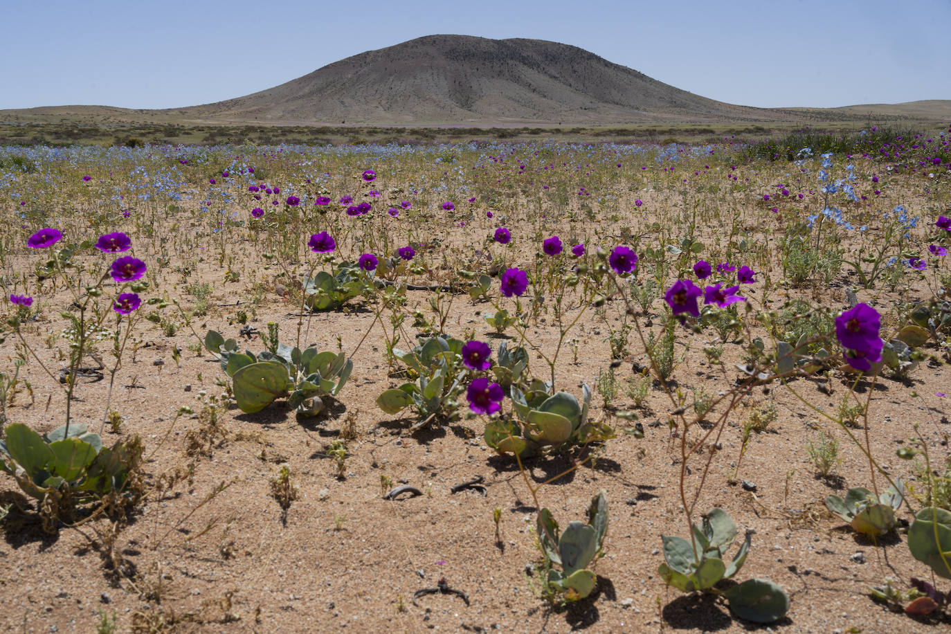 Fotos: Flores en el desierto