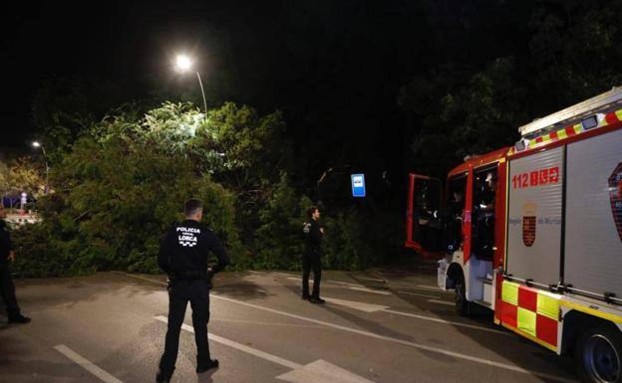 Bomberos que acudieron a retirar el árbol caído, el pasado martes.