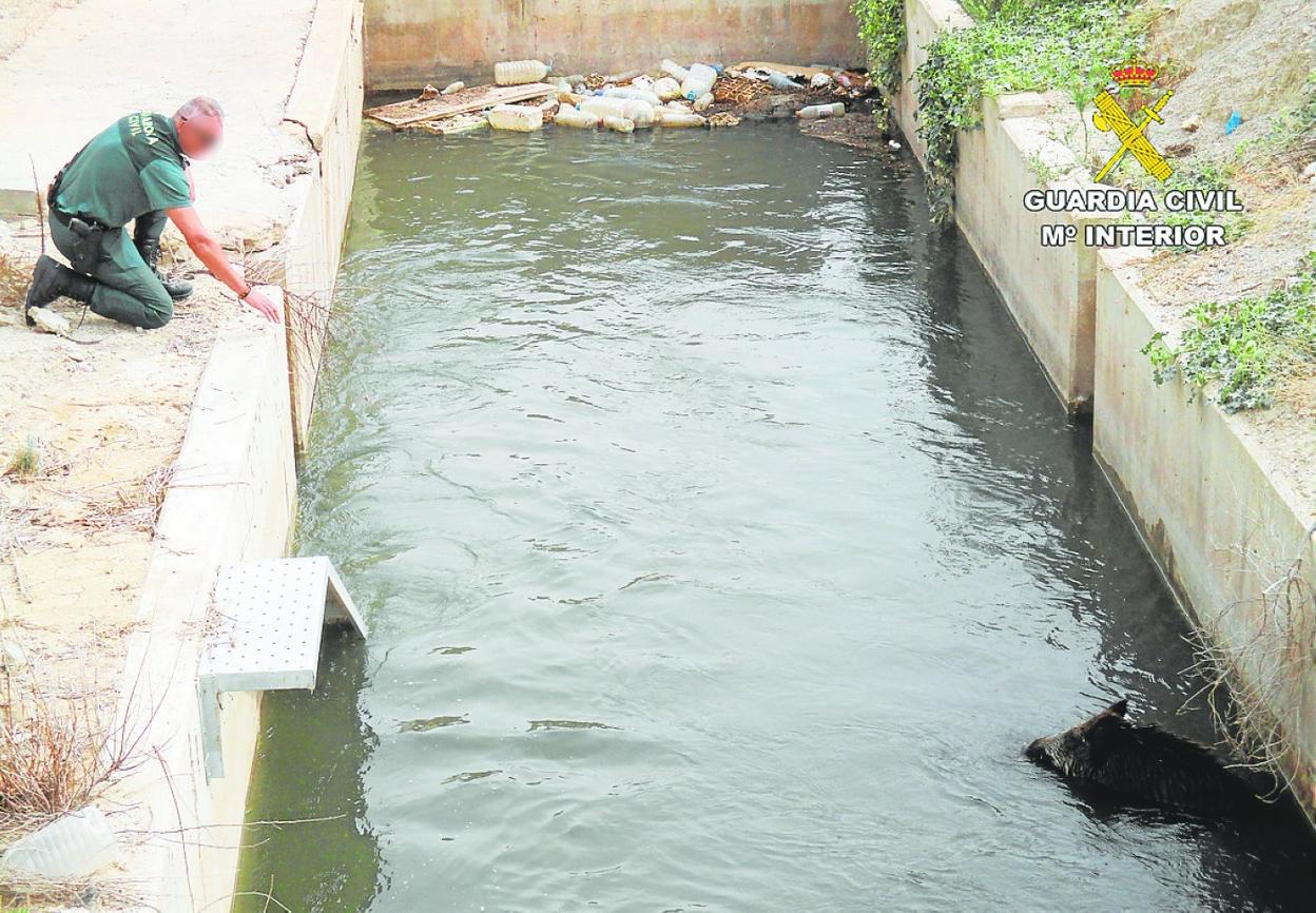 Rescatan en Lorca a un jabalí atrapado en un canal de riego