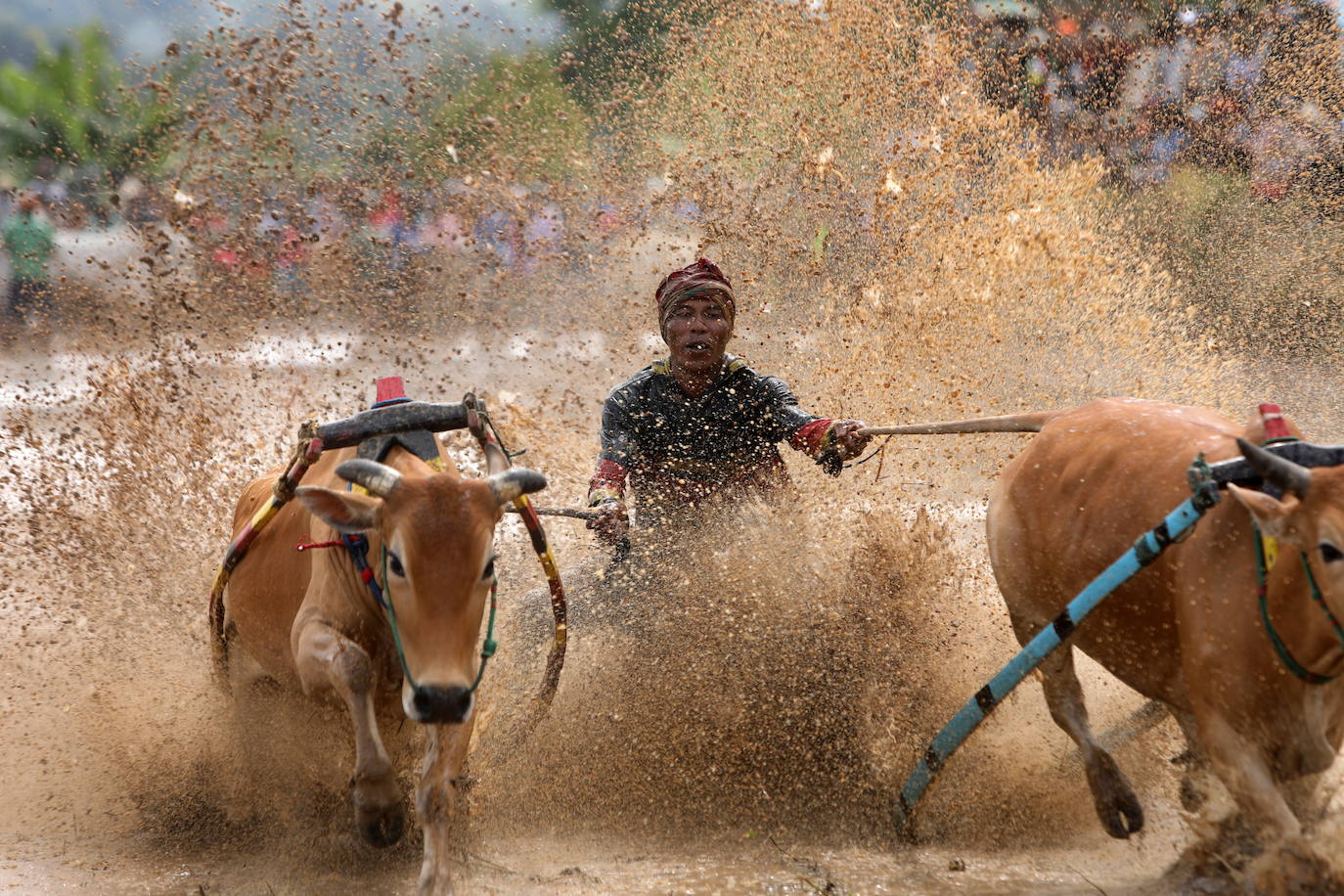 Fotos: Carrera de vacas Pacu Jawi