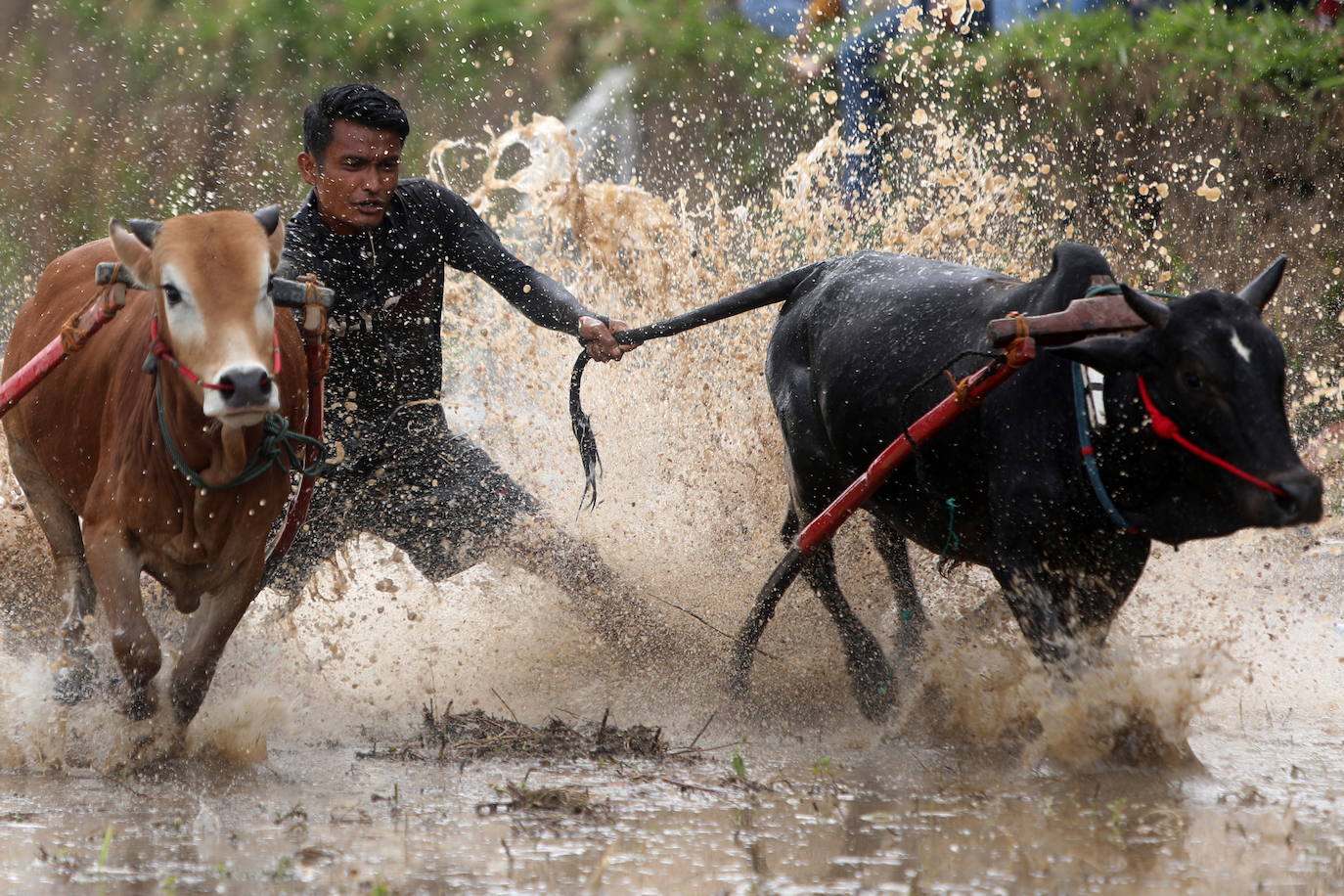 Fotos: Carrera de vacas Pacu Jawi