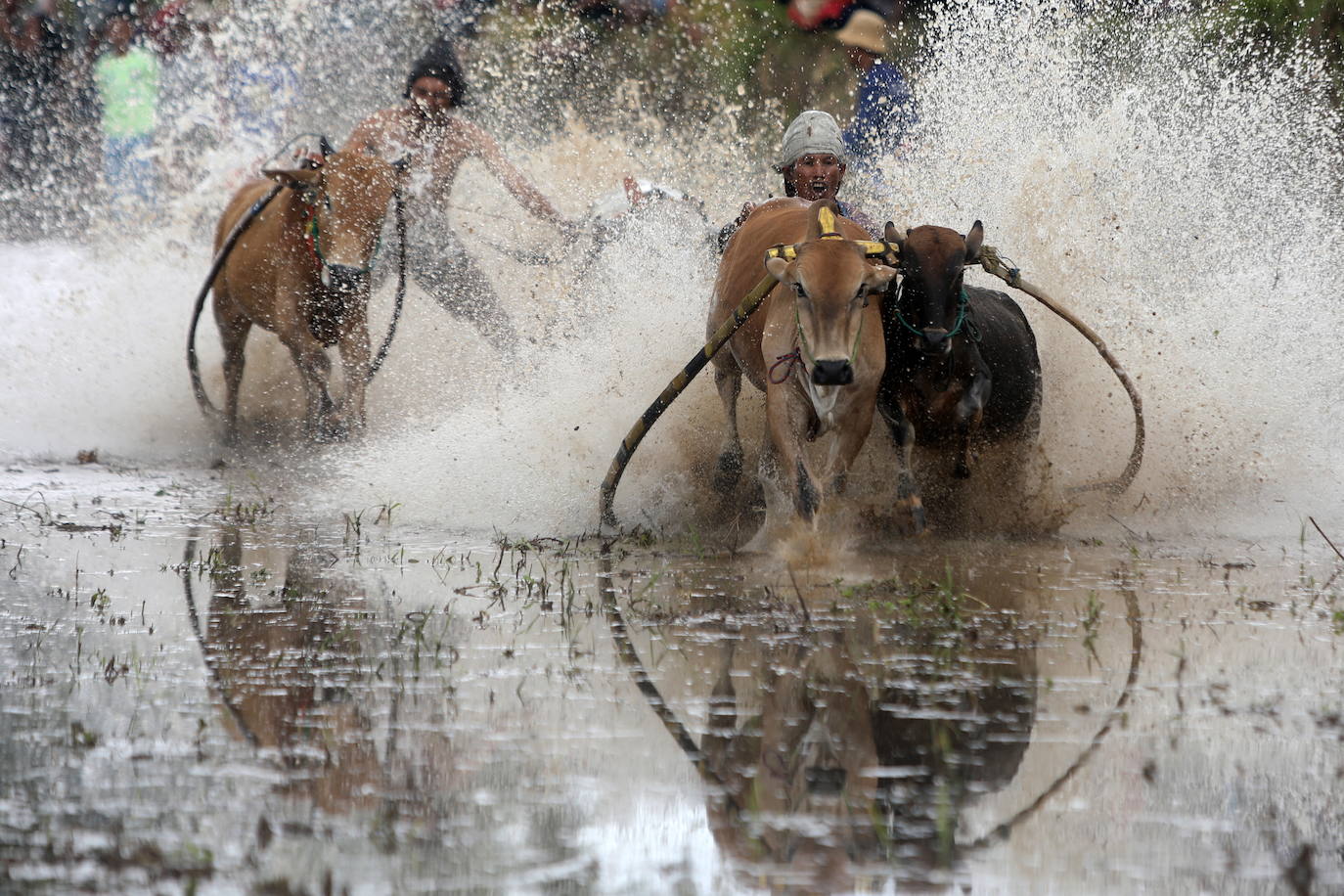 Fotos: Carrera de vacas Pacu Jawi