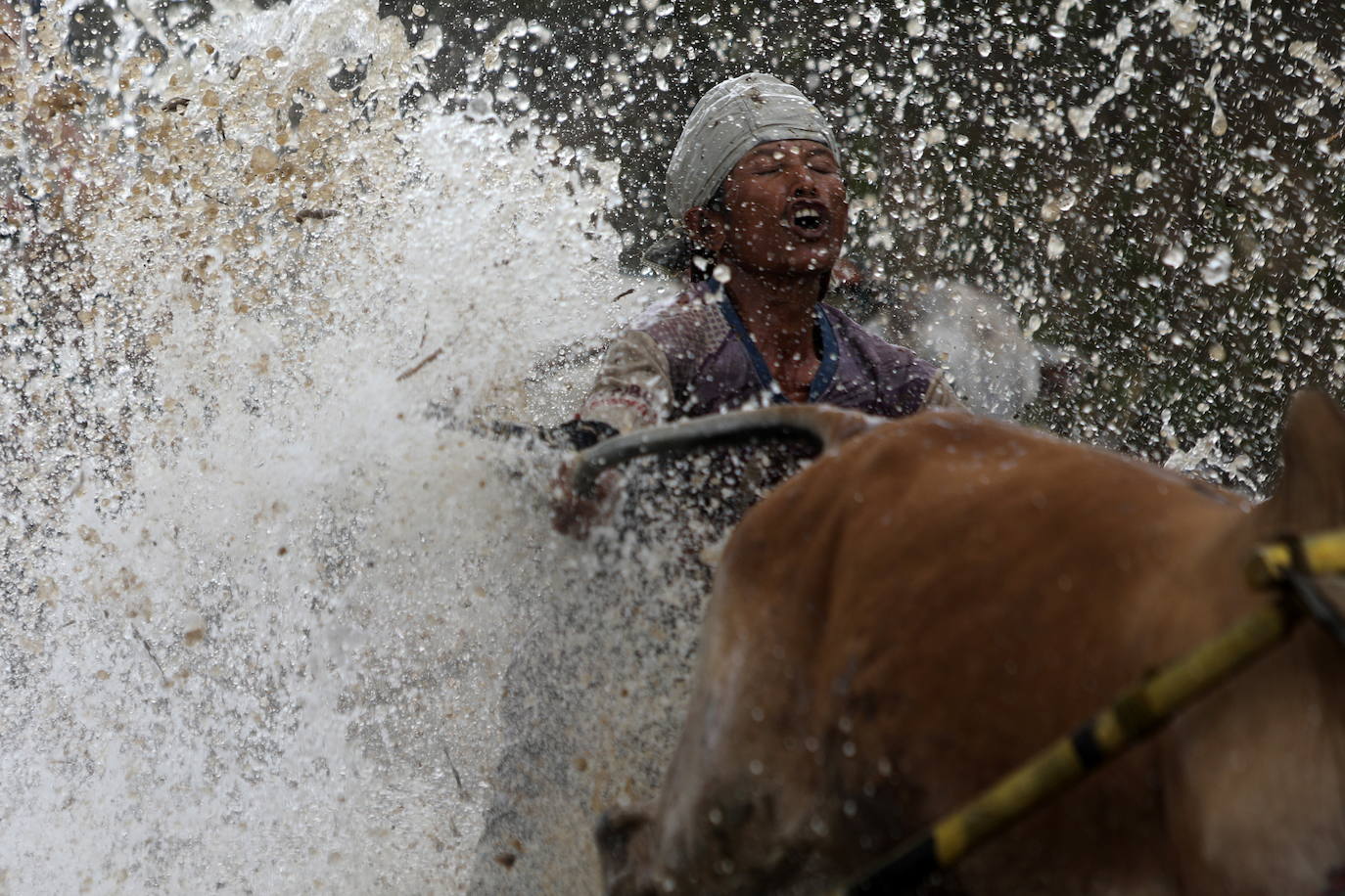 Fotos: Carrera de vacas Pacu Jawi