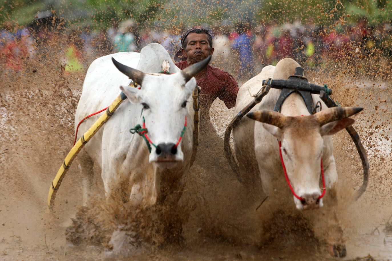 Fotos: Carrera de vacas Pacu Jawi