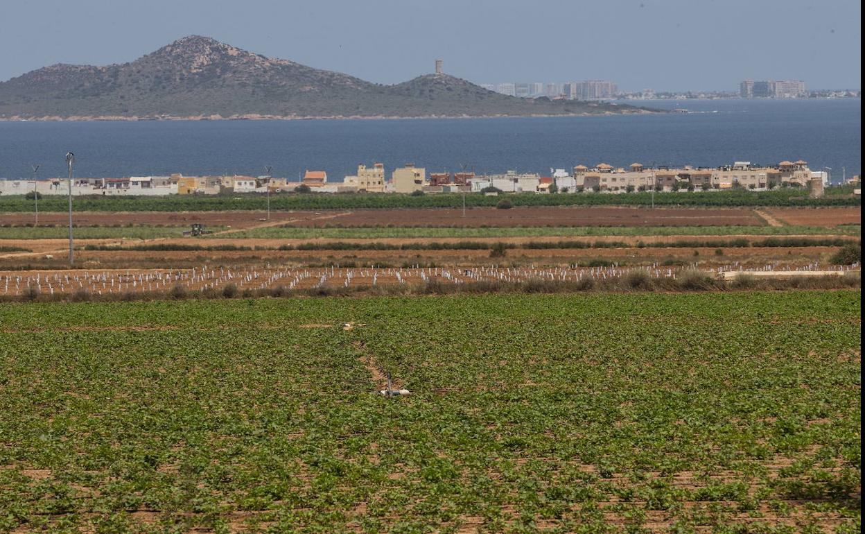 Cultivos junto al Mar Menor, en una foto de archivo.