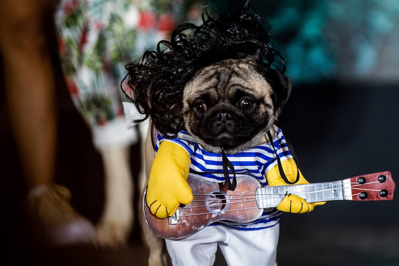 Fotos: Halloween para mascotas