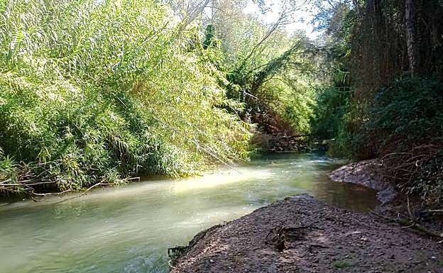 Bosque de riberaen el río Segura. 