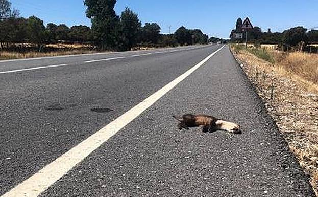 Miles de mamíferos mueren cada año en las carreteras murcianas. 