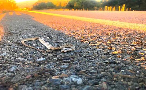 Serpiente atropellada. 