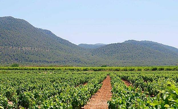 Viñas en el Valle del Aceniche.