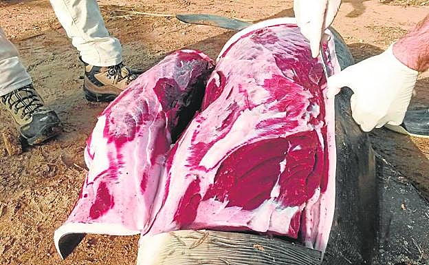 Toma de muestras en el tejido de un delfín varado en una playa de la Región de Murcia.