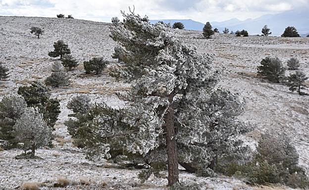 Imagen principal - Paisajes nevados en el Pico del Obispo, este sábado.
