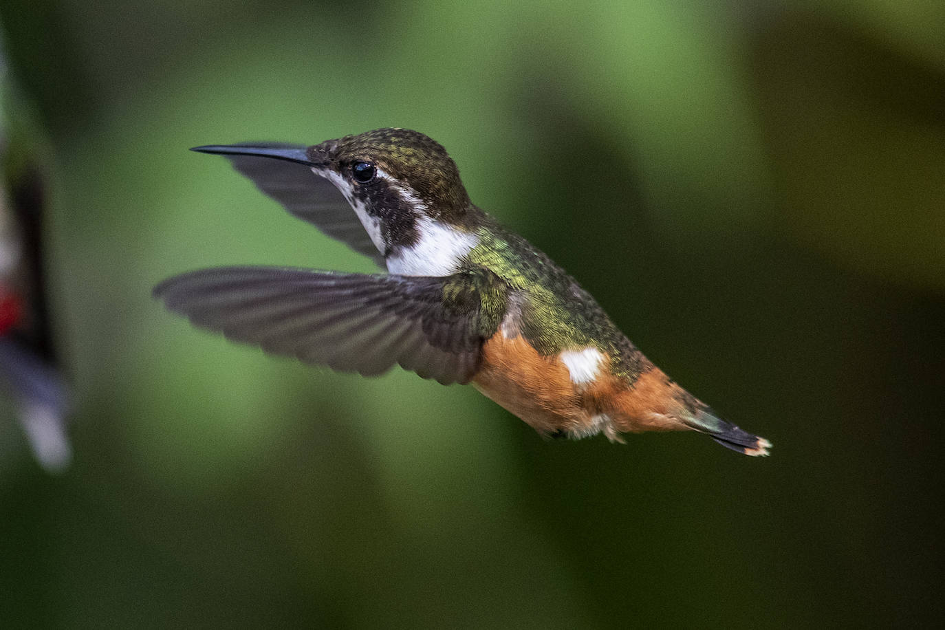 Fotos: Paraíso del &#039;birdwatching&#039;