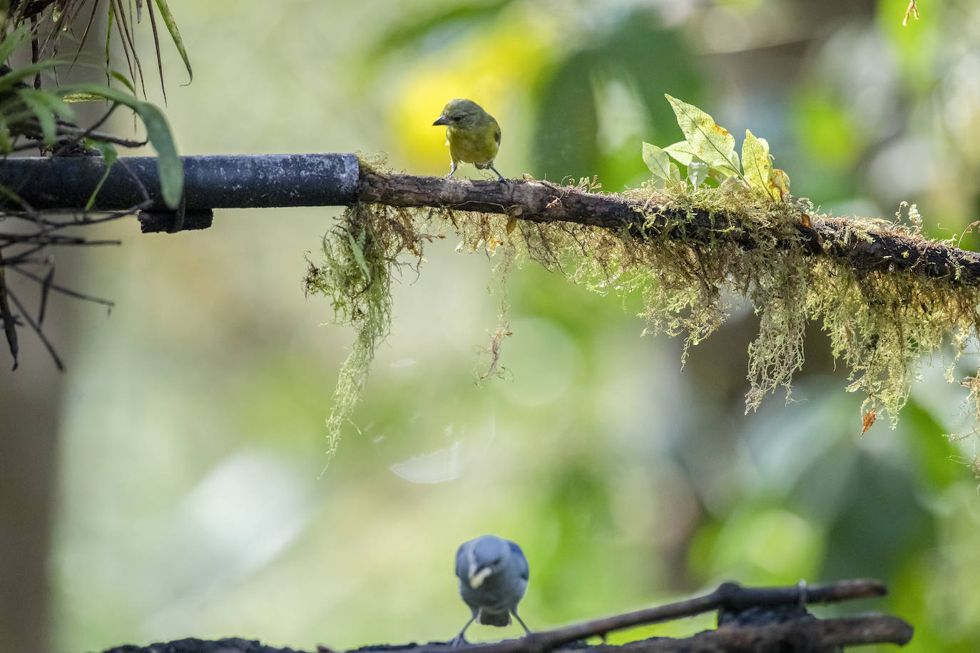 Fotos: Paraíso del &#039;birdwatching&#039;