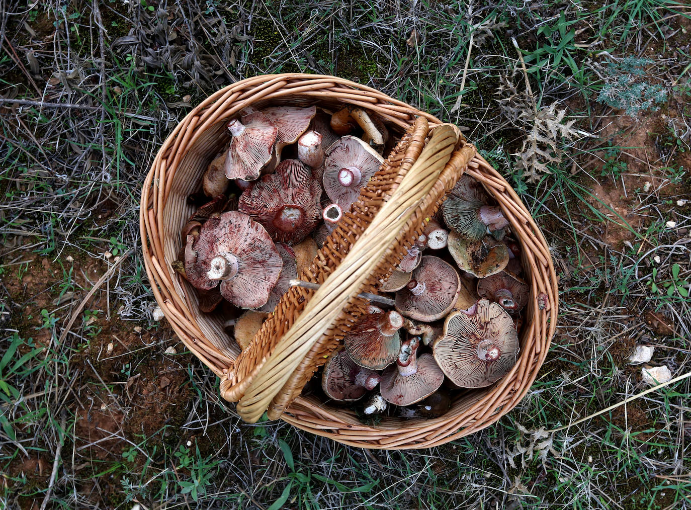 Fotos: Un tesoro culinario en la montaña de Moratalla