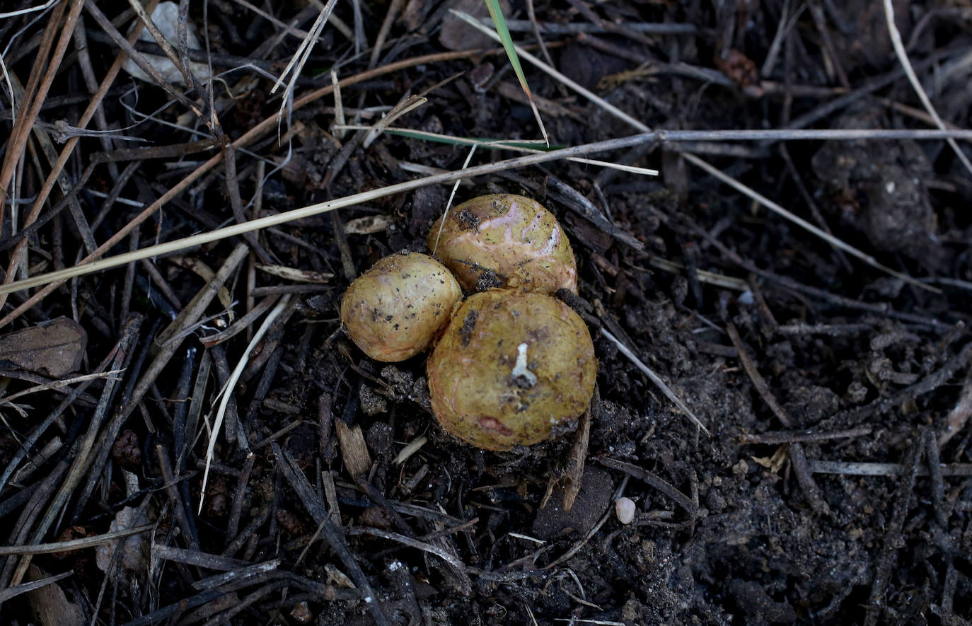 Fotos: Un tesoro culinario en la montaña de Moratalla